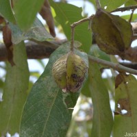 Terminalia arjuna (Roxb. ex DC.) Wight & Arn.
